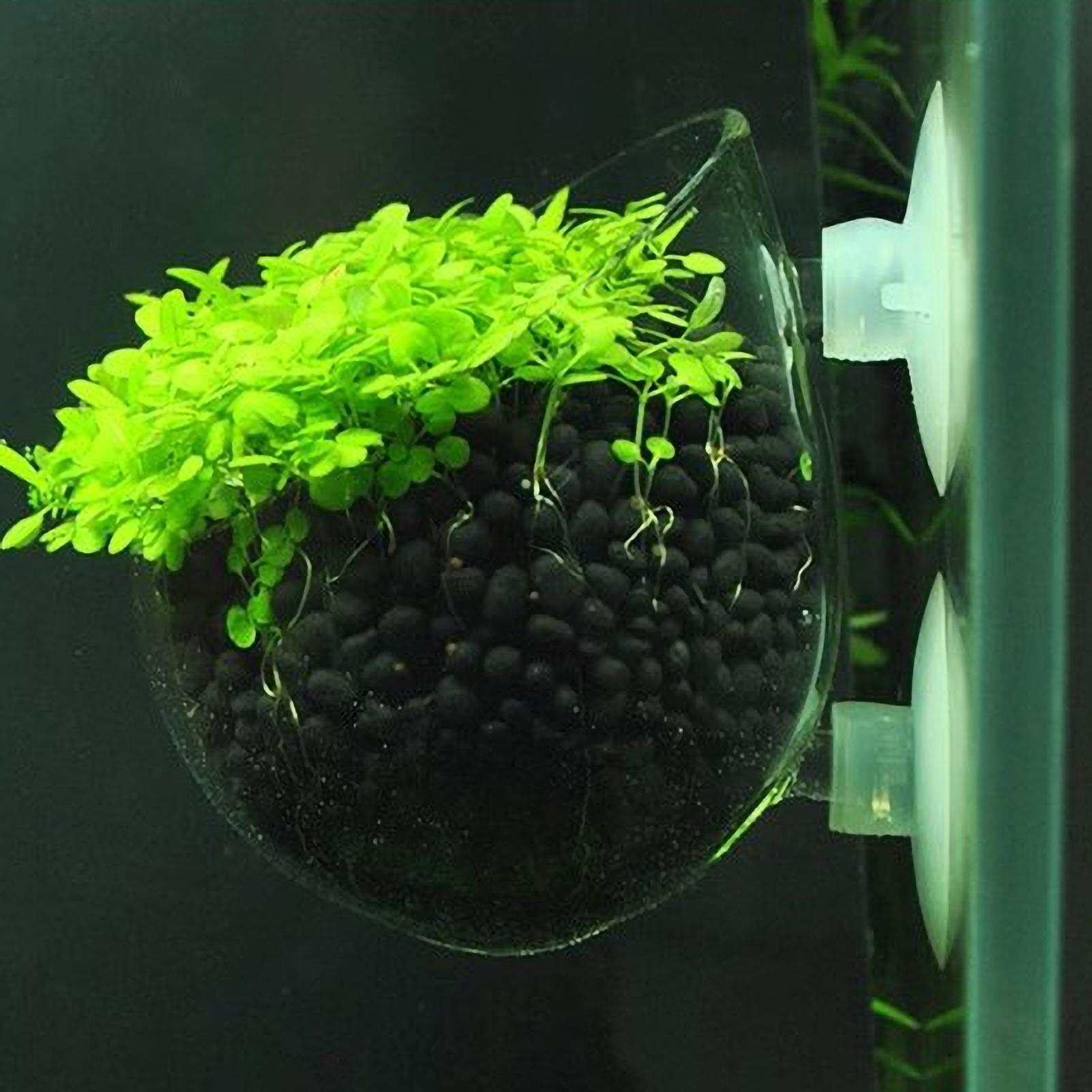 Aquarium Plant Holder - حامل نباتات الزينة الزجاجي مع أكواب