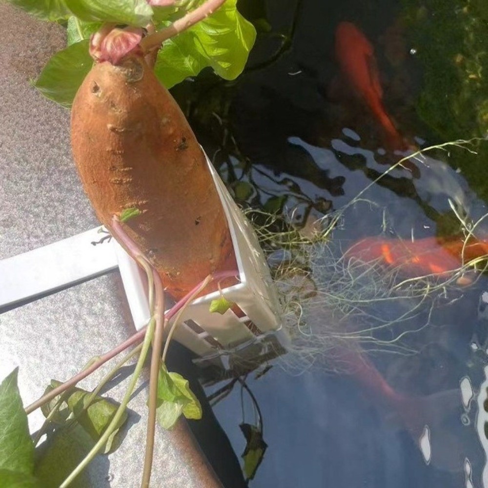 Aquarium Planted Wall - سلة نباتات مائية معلقة على الحائط،