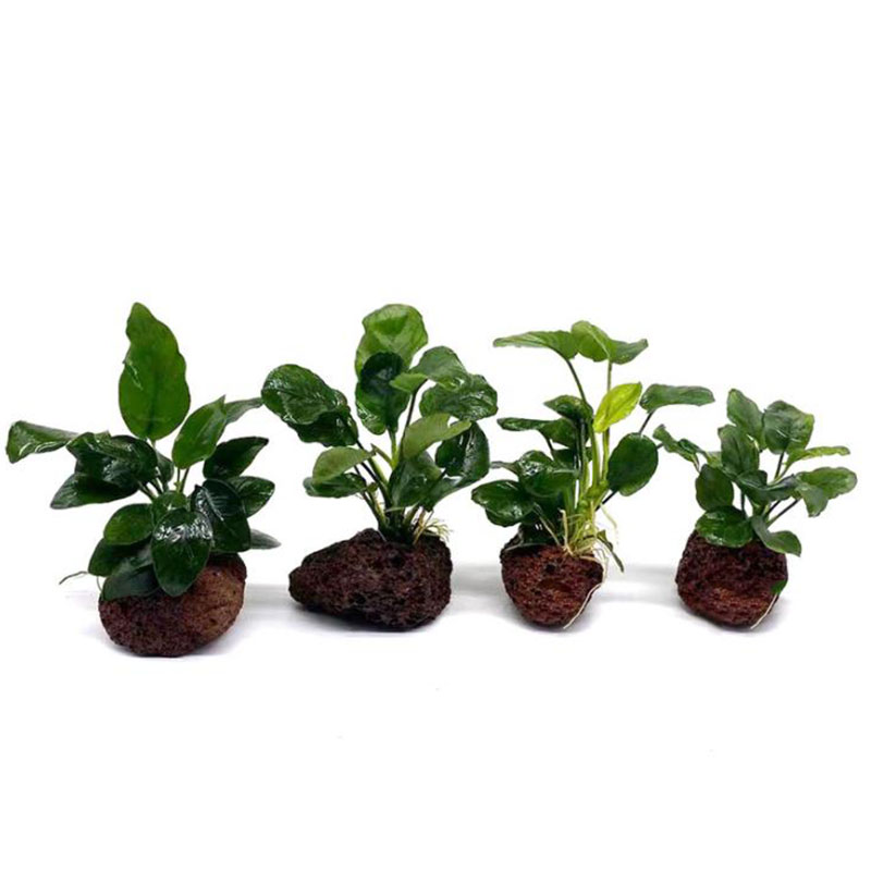 حوض السمك البركاني الديكور خزا - مراجعة Aquarium Planted Tank Filter وسعره
