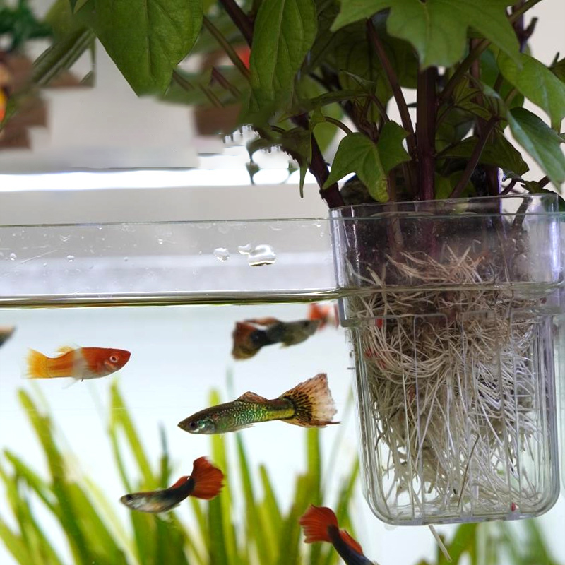 وعاء زراعة مائي شفاف يثبت على  - مراجعة Aquarium Planted Wall وسعره