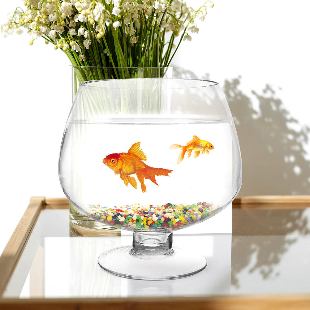 حوض أسماك زجاجي صغير شفاف متعد - مراجعة Planted Aquarium Angelfish وسعره