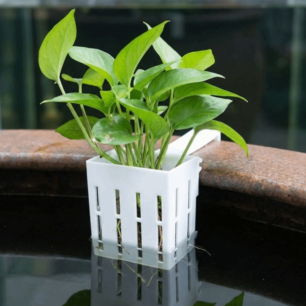 سلة نباتات مائية مثبتة على الح - مراجعة Aquarium Planted Wall وسعره
