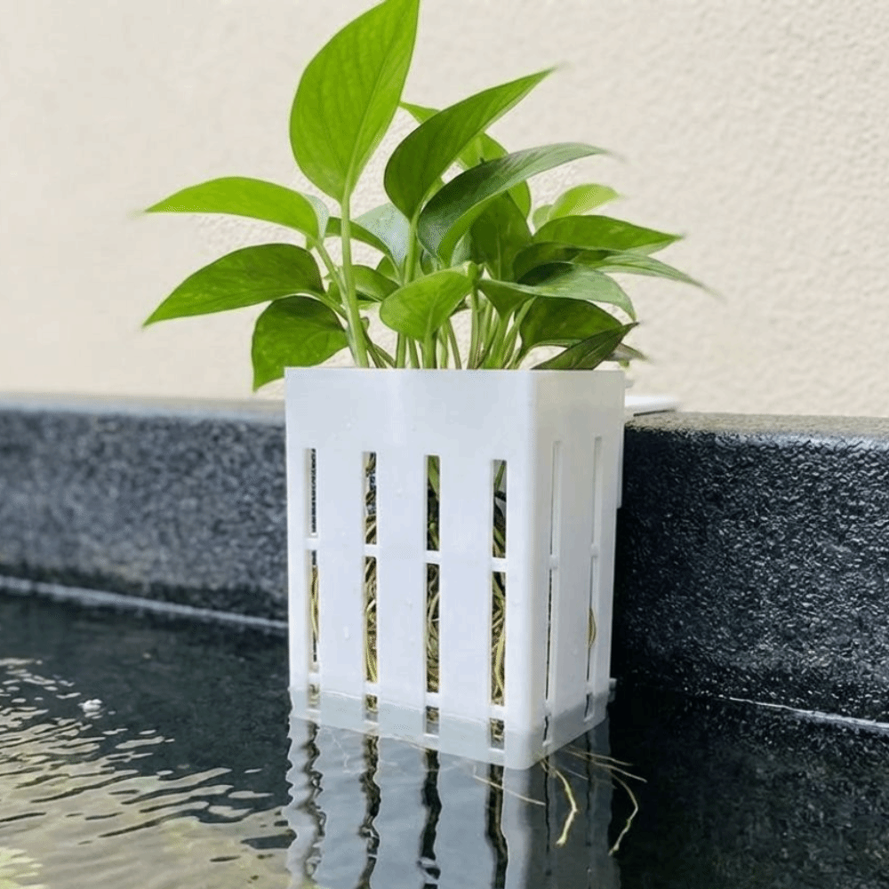 سلة نباتات مائية مثبتة على الح - مراجعة Aquarium Planted Wall وسعره
