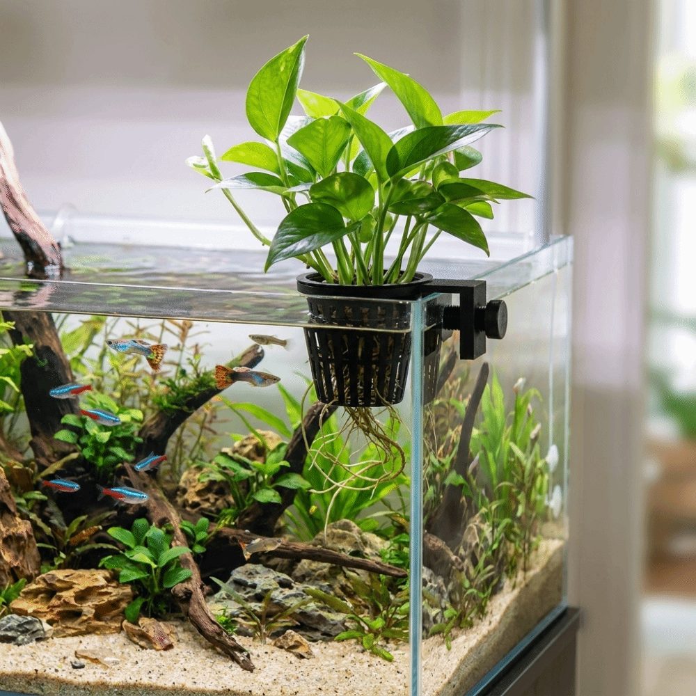 حامل نباتات حوض السمك العلوي ا - مراجعة Aquarium Planted Wall وسعره