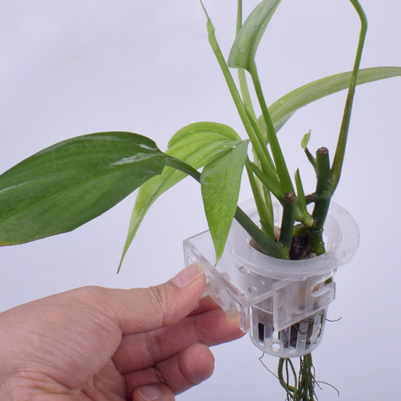 كوب تثبيت نباتي مائي مثبت على  - مراجعة Aquarium Planted Wall وسعره