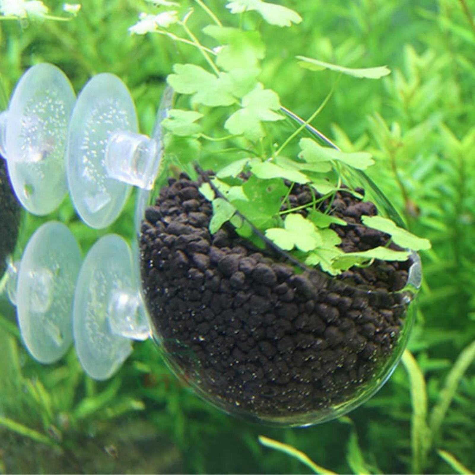 حامل نباتات الزينة الزجاجي مع  - مراجعة Aquarium Plant Holder وسعره