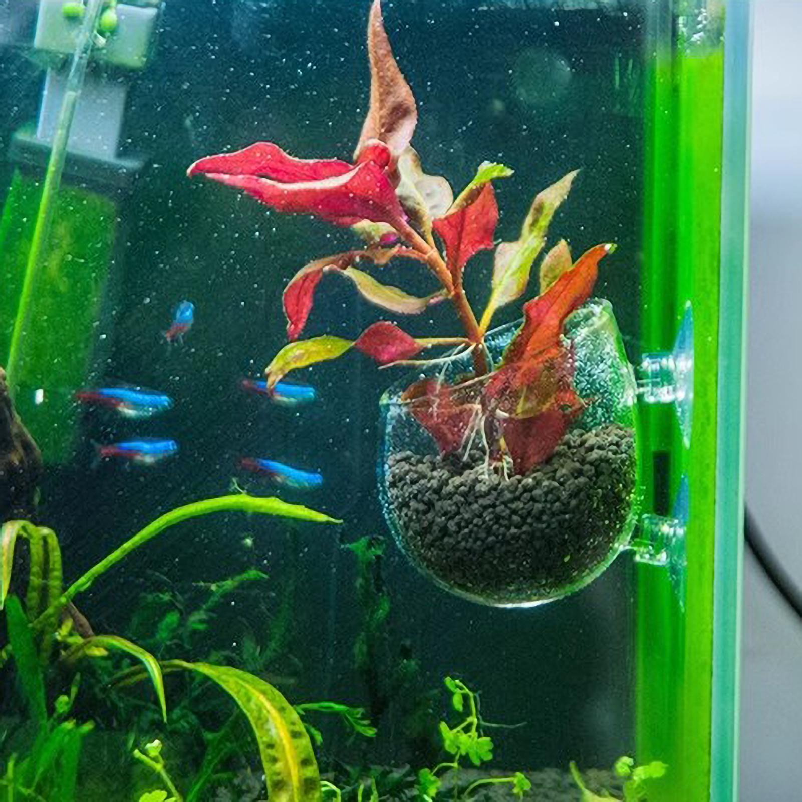 حامل نباتات الزينة الزجاجي مع  - مراجعة Aquarium Plant Holder وسعره